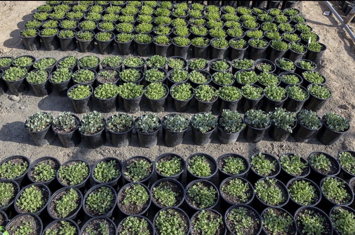 Nursery rows at night with trees in agricultural basins