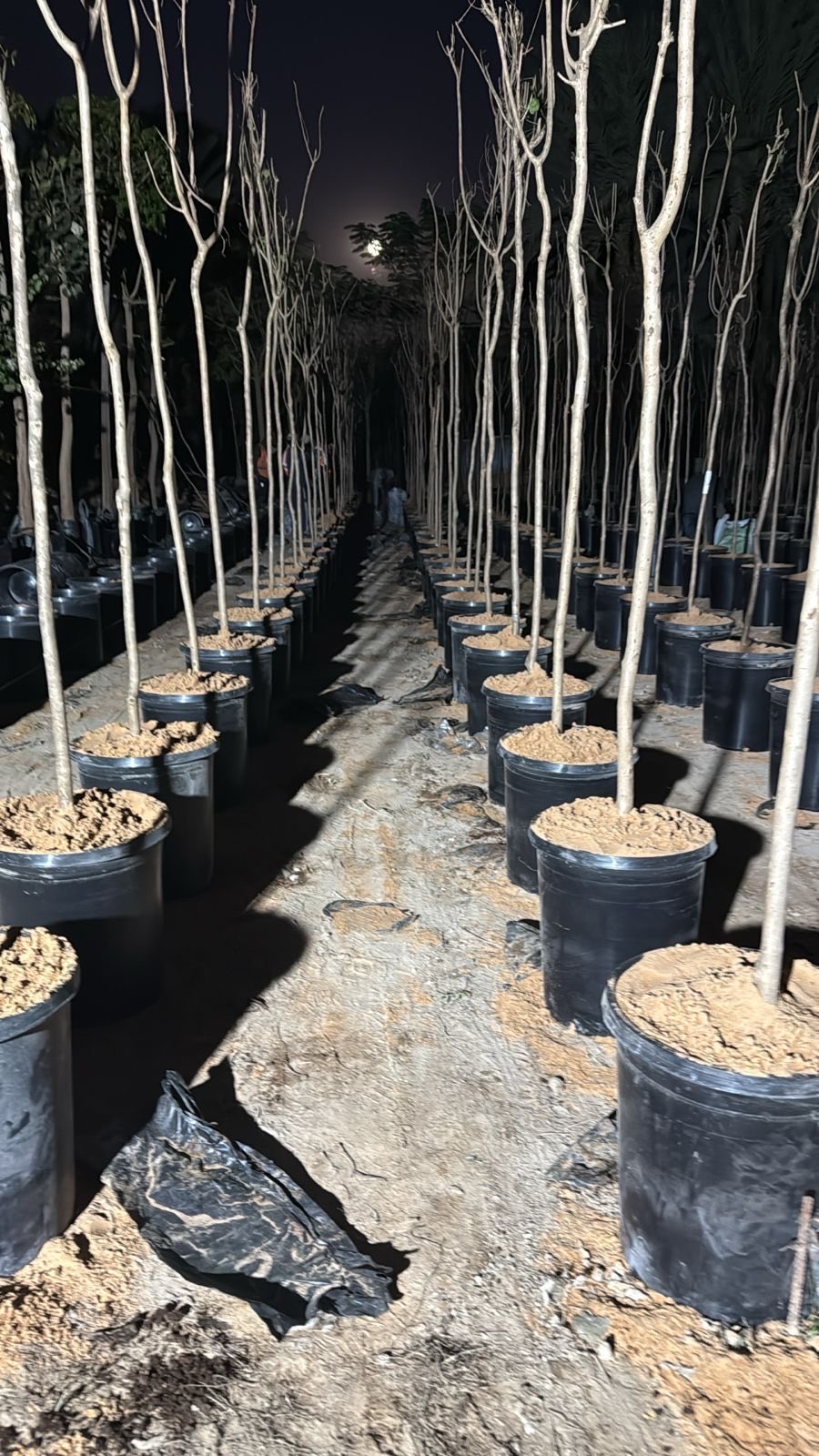 Aerial nursery field with seedlings growing in planting pots